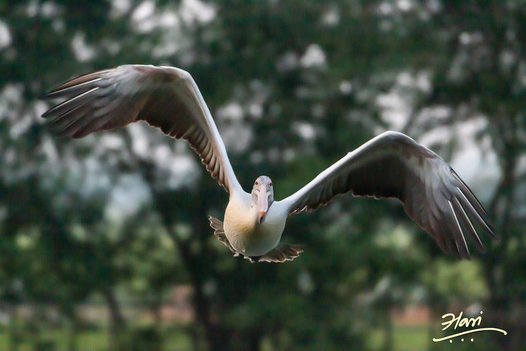 Spot-Billed Pelican