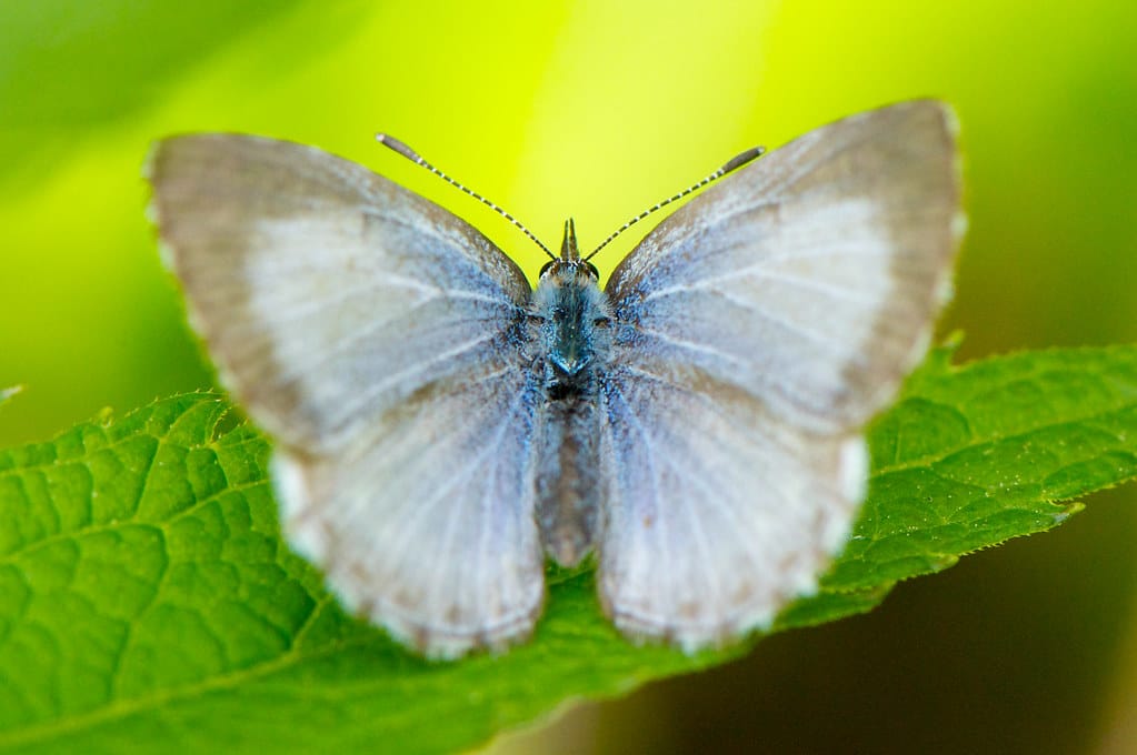 Spring Azure