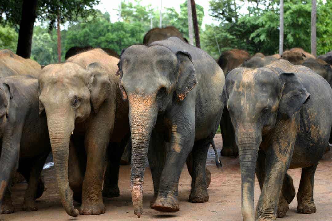 Sri Lankan Elephant - Animals With Trunks
