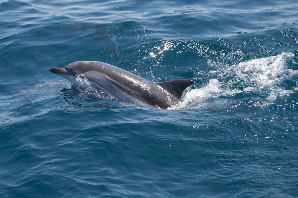 Striped Dolphin