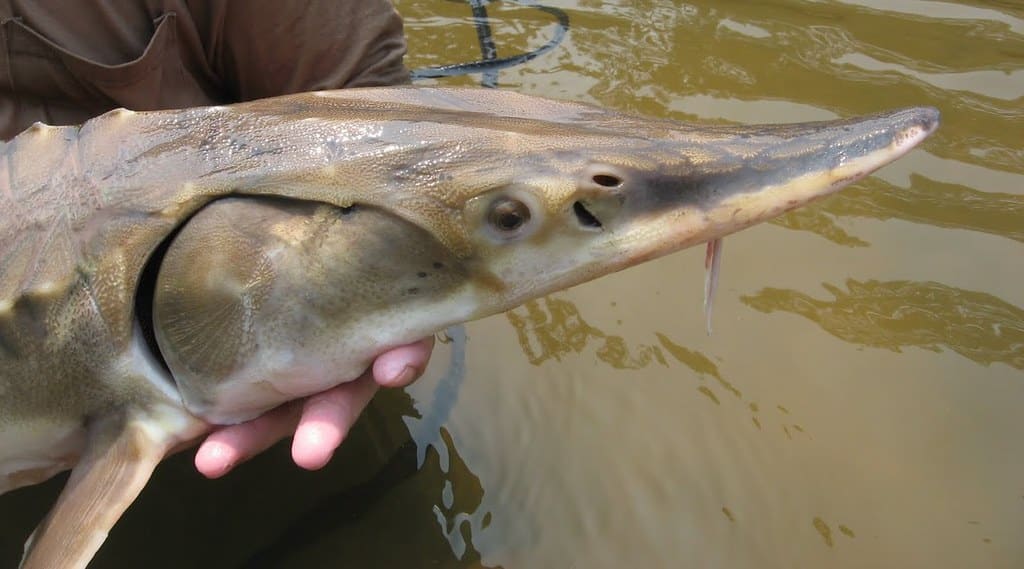 Sturgeon