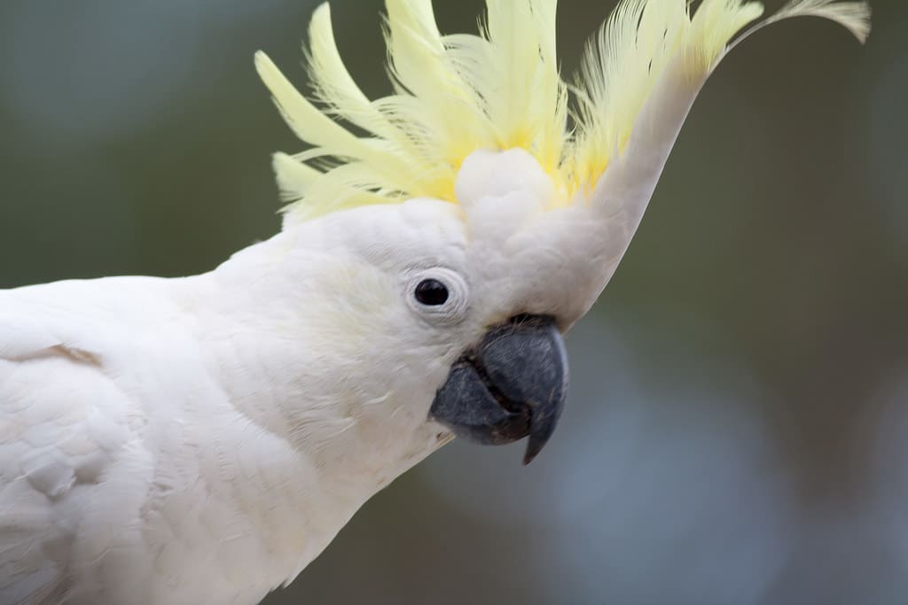 Sulfur-Crested Cockatoo
