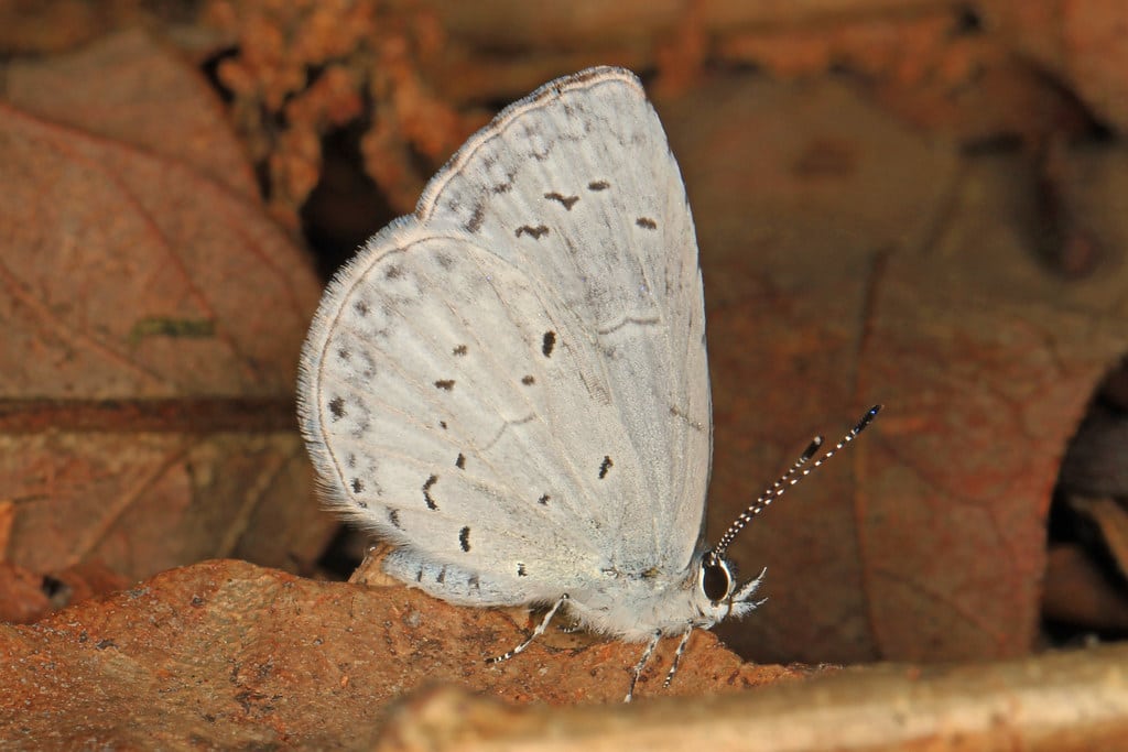 Summer Azure Butterflies in Wisconsin