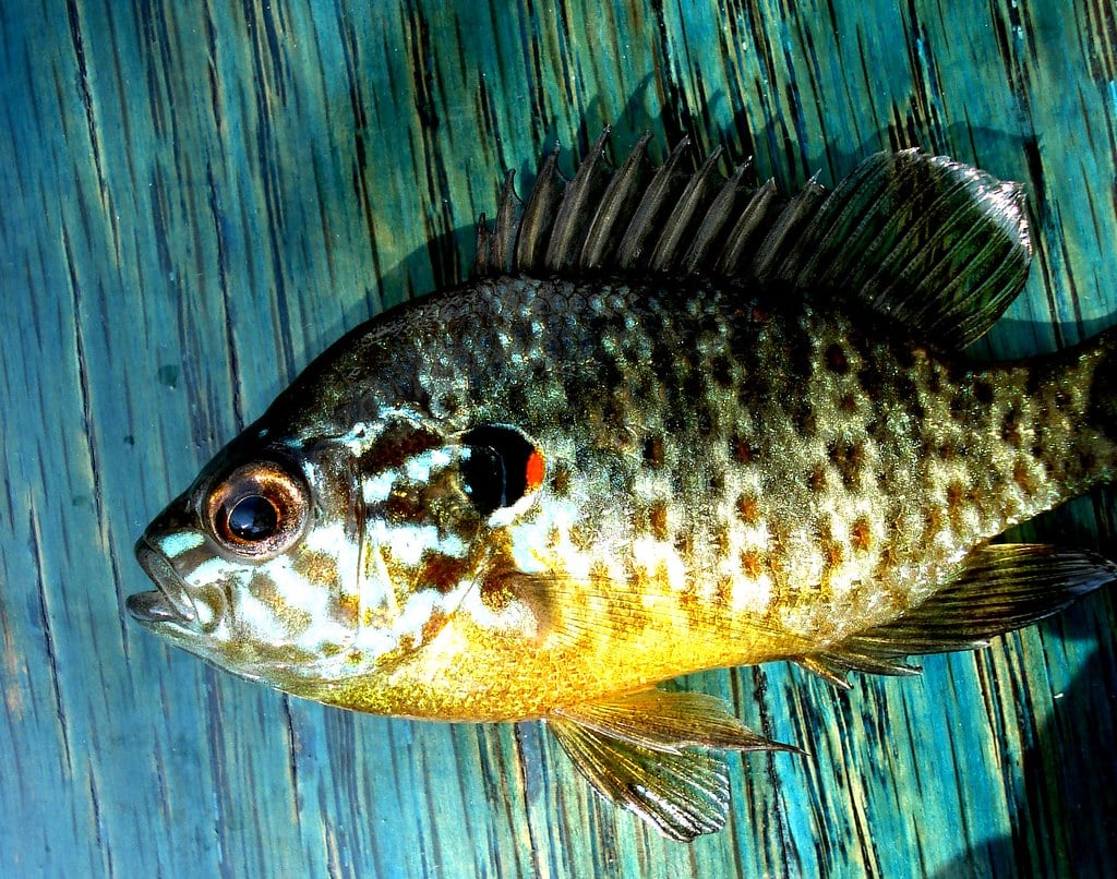 Sunfish