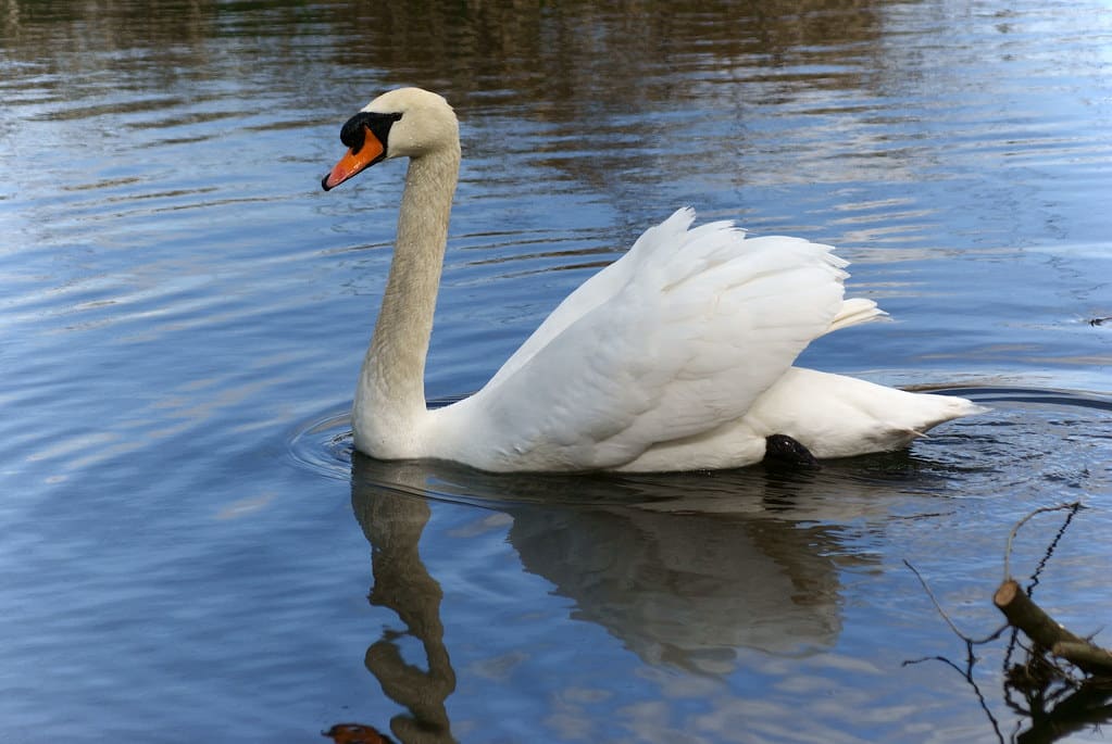 Swan