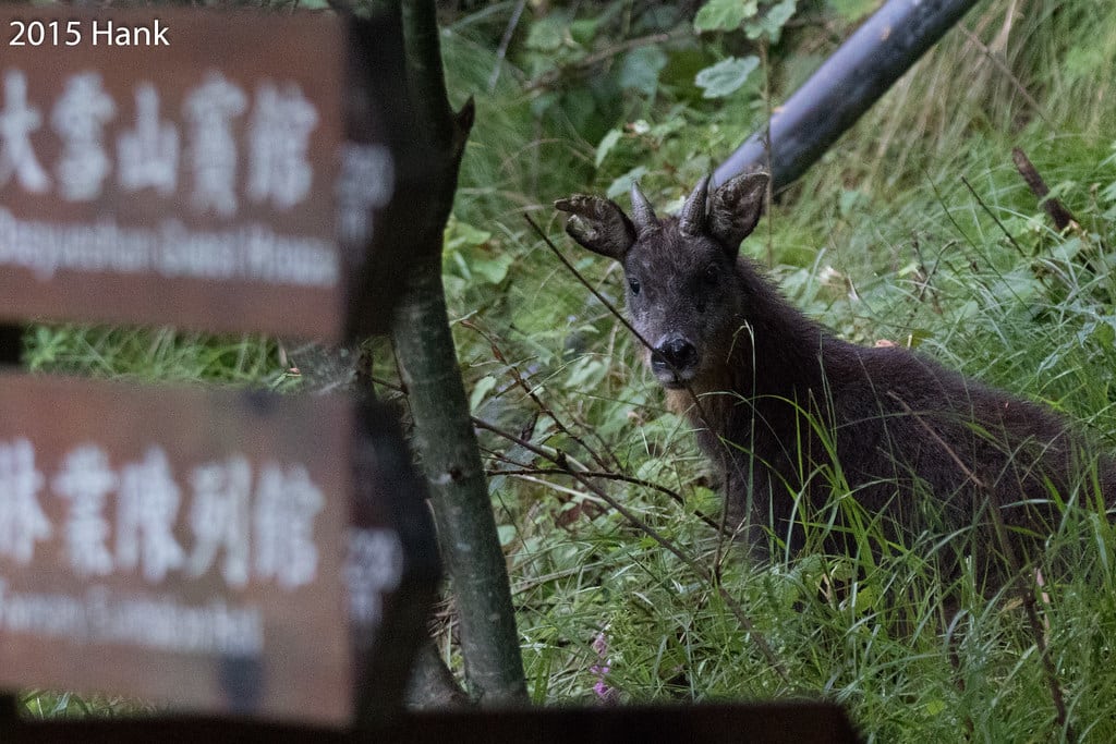 Taiwan Serow