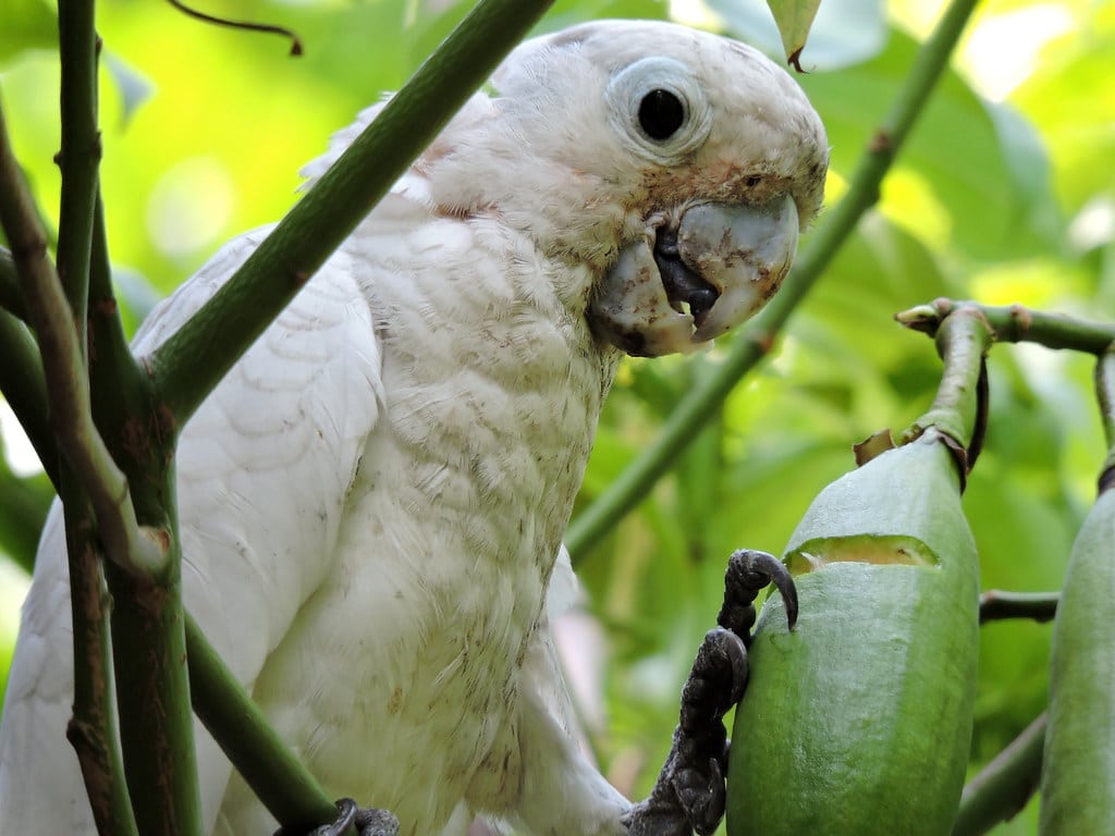 Tanimbar Corella