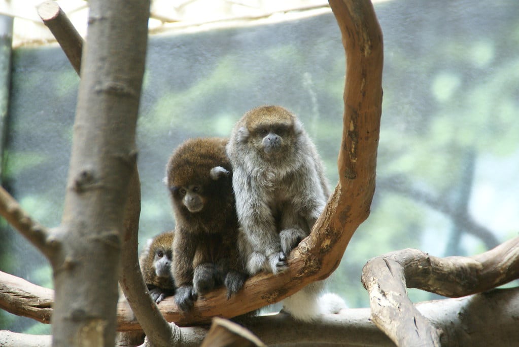 Titi Monkeys
