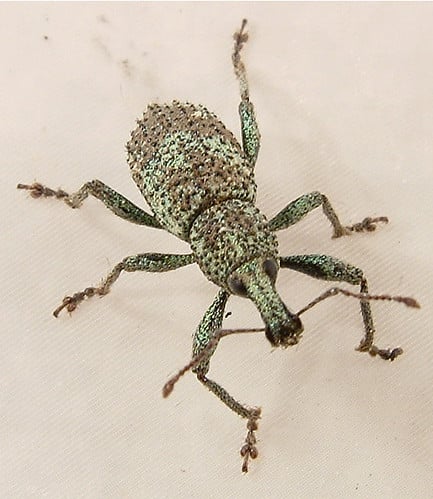 Tooth-nose Snout Weevil