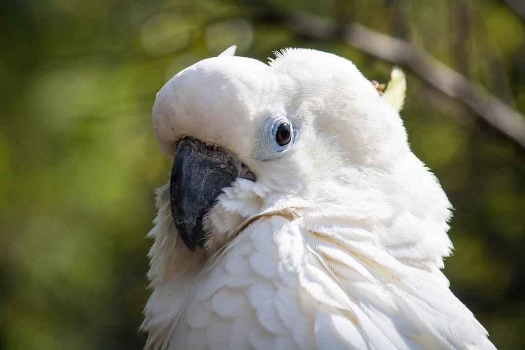 Triton Cockatoo