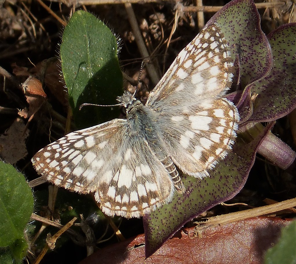 Tropical Checkered-Skipper