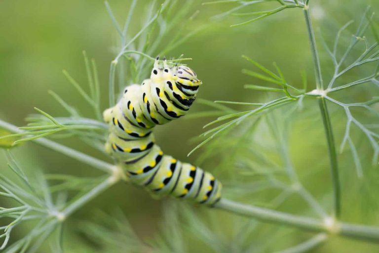 20 Types of Black and Yellow Caterpillars