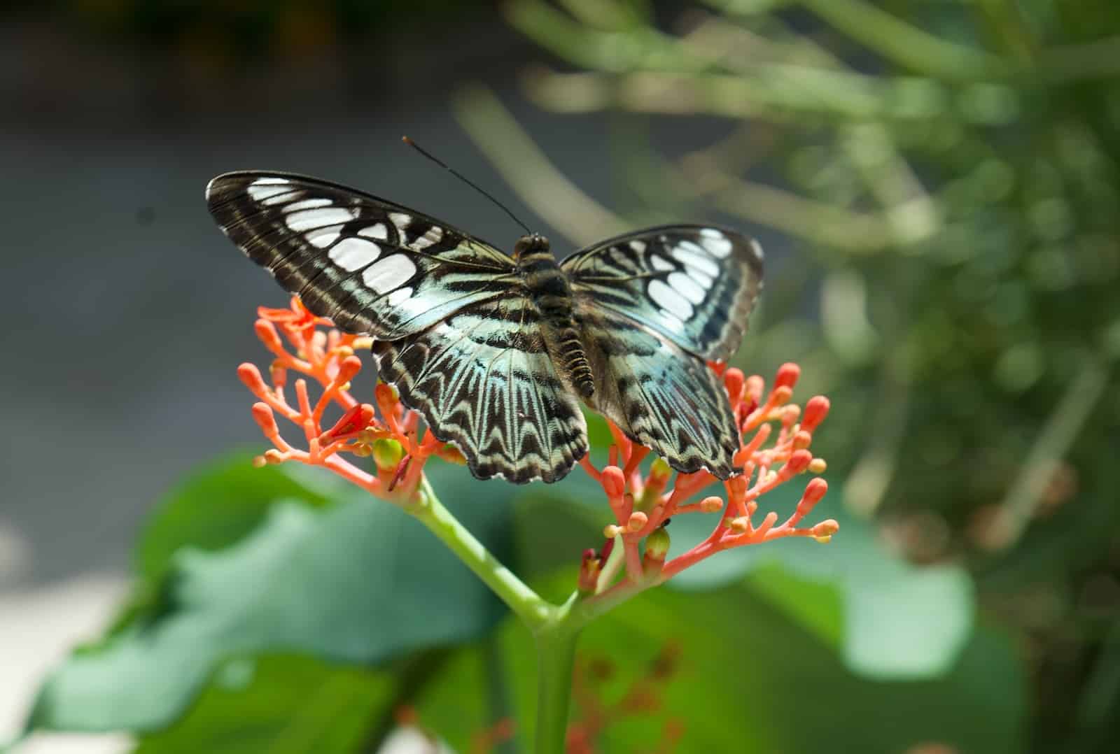 Types of Butterflies in Utah