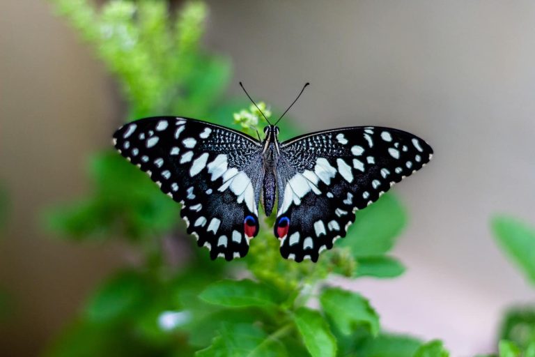 30 Types of Butterflies in Vermont