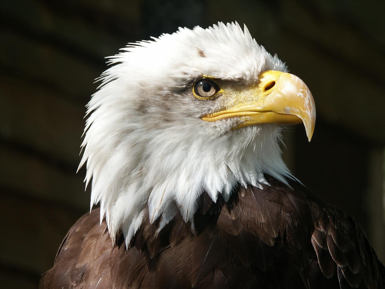 Types of Eagles in Illinois