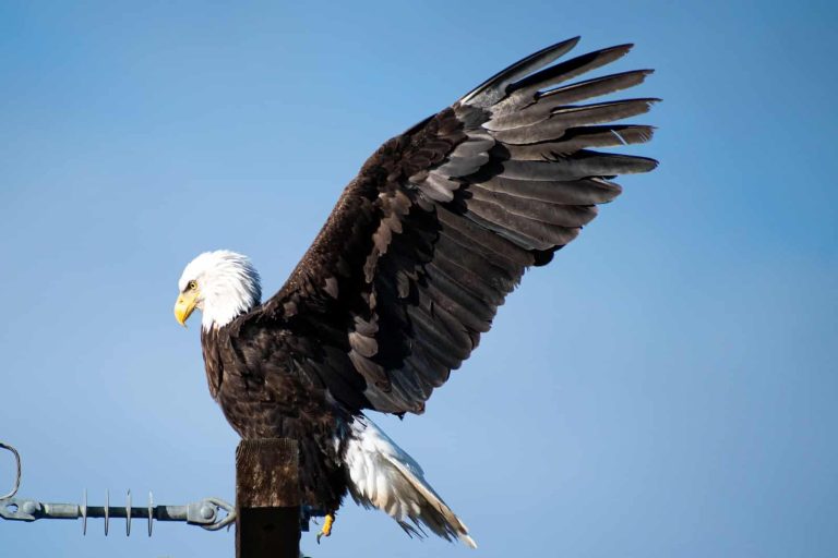 Types of Eagles in Pennsylvania
