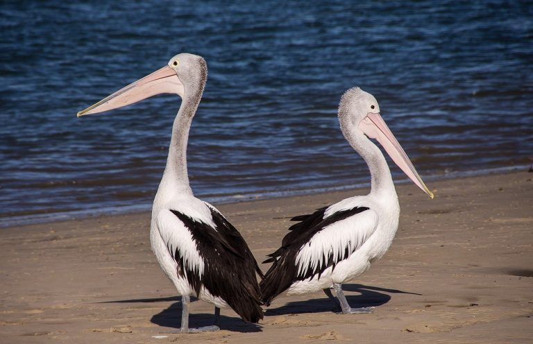 7 Types of Pelicans With Pictures