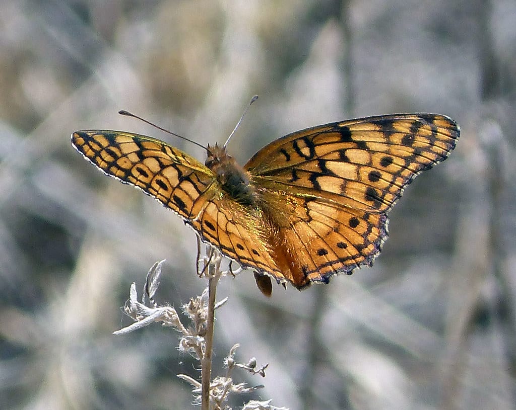 Variegated Fritillary