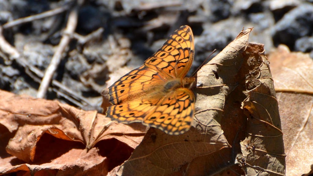 Variegated Fritillary - Types of Butterflies in Vermont