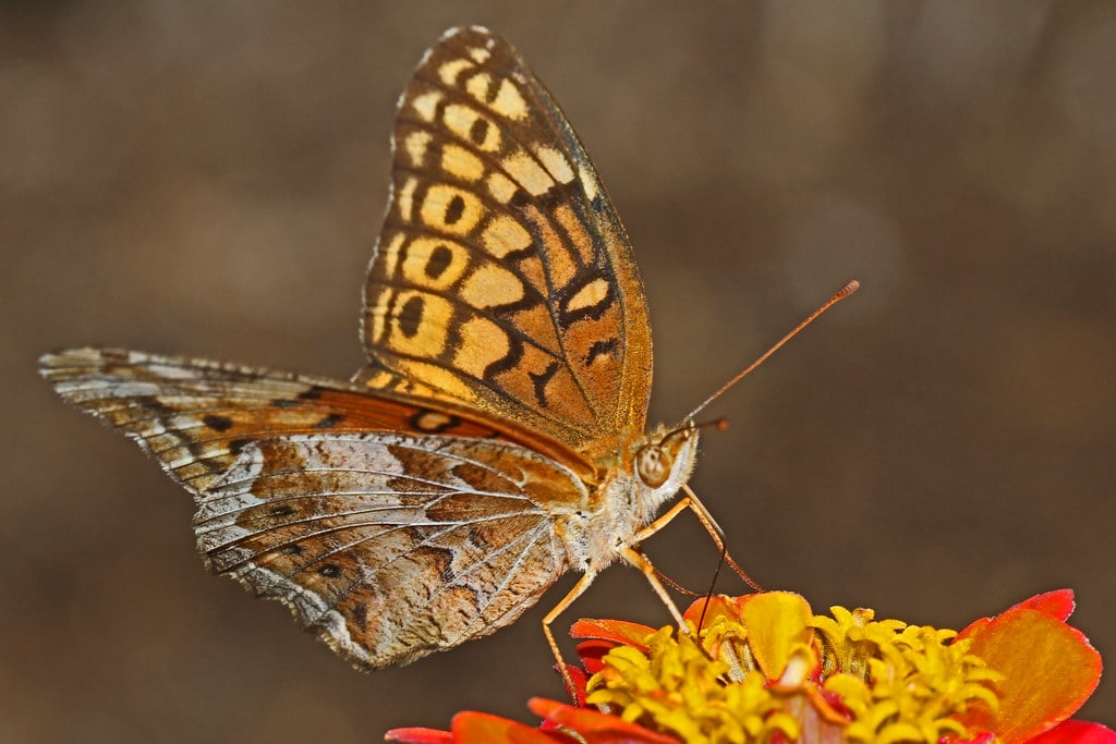 Variegated Fritillary