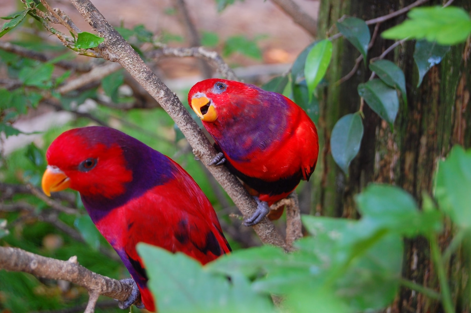 Violet-Necked Lory - Different Types of Lorikeets