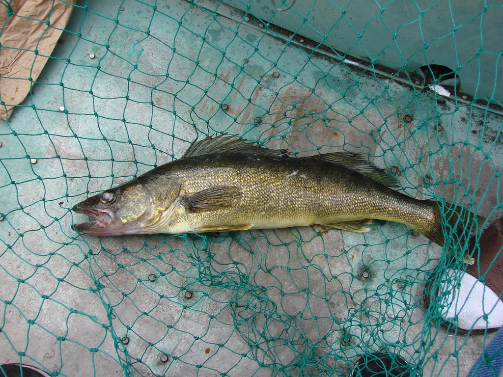 Walleye