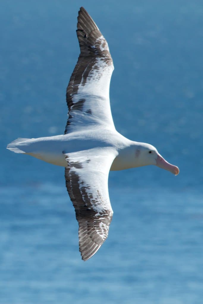 Wandering Albatross