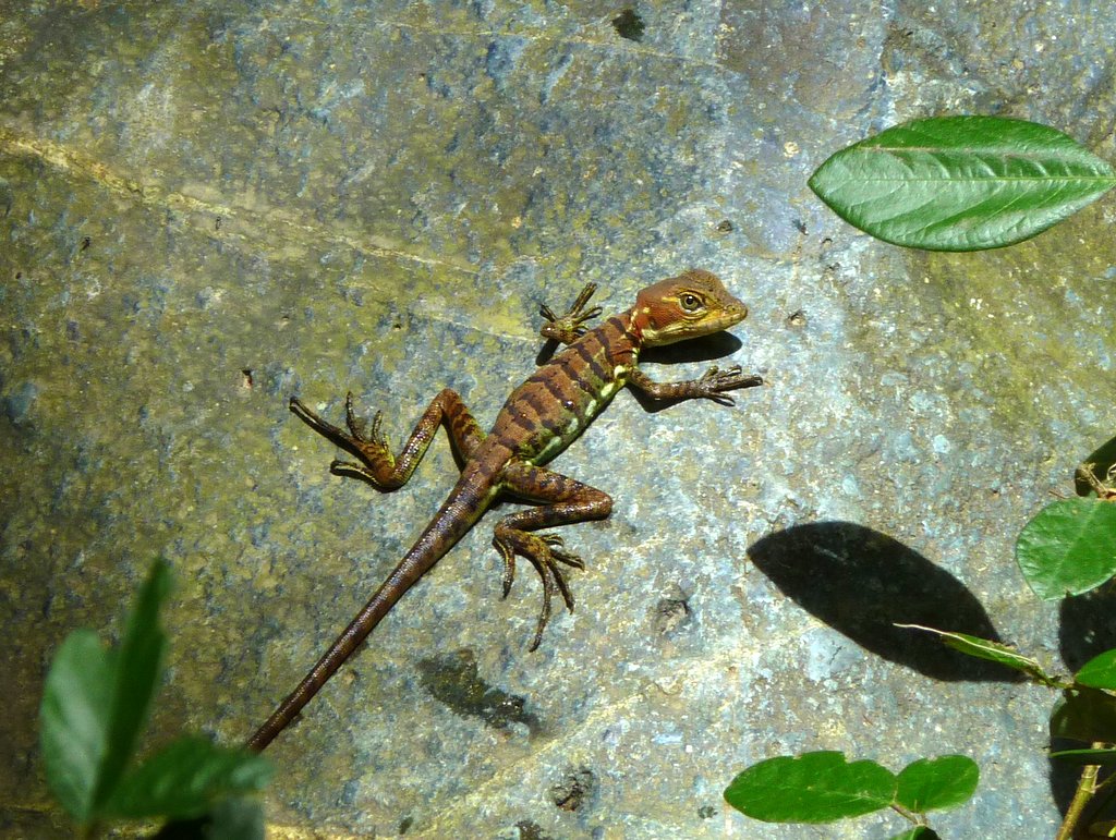 Water-running Basilisk