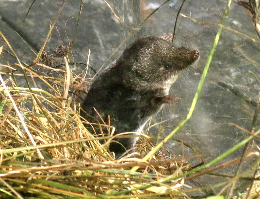 Water Shrew