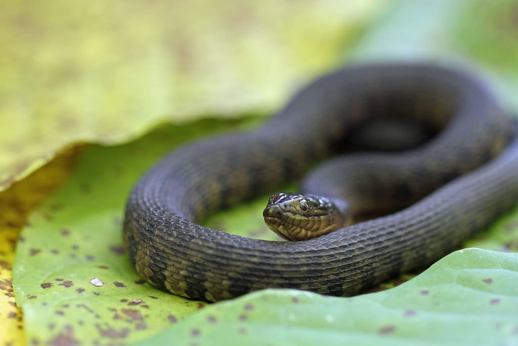 Water Snake