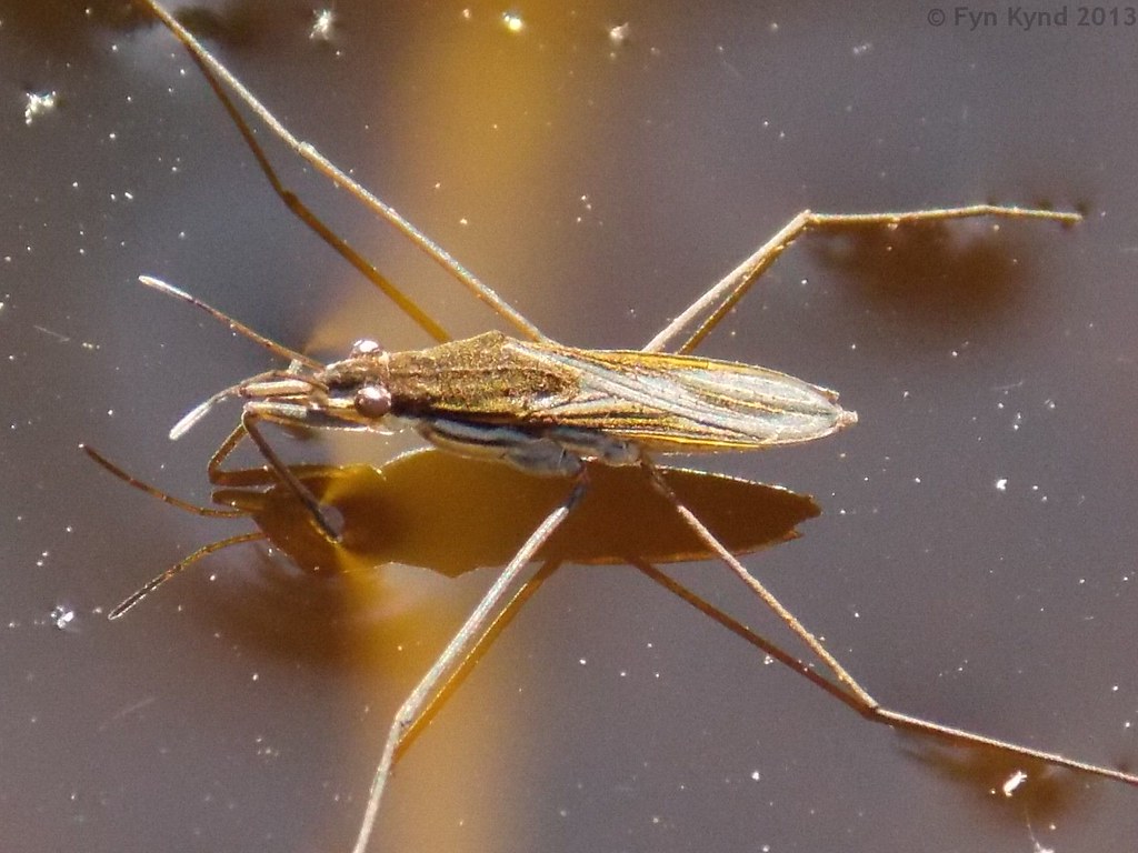 Water Strider