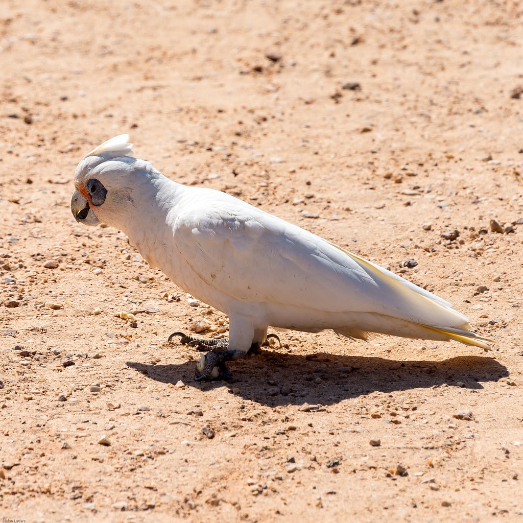 Western Corella
