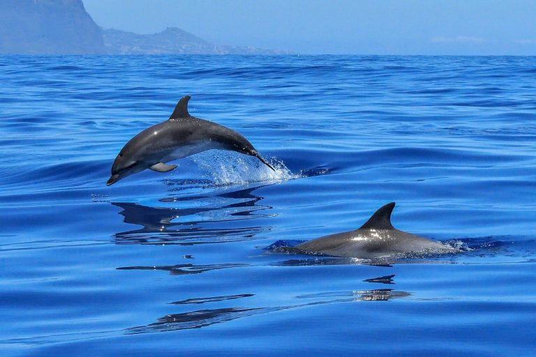 What is a Group of Dolphins Called?