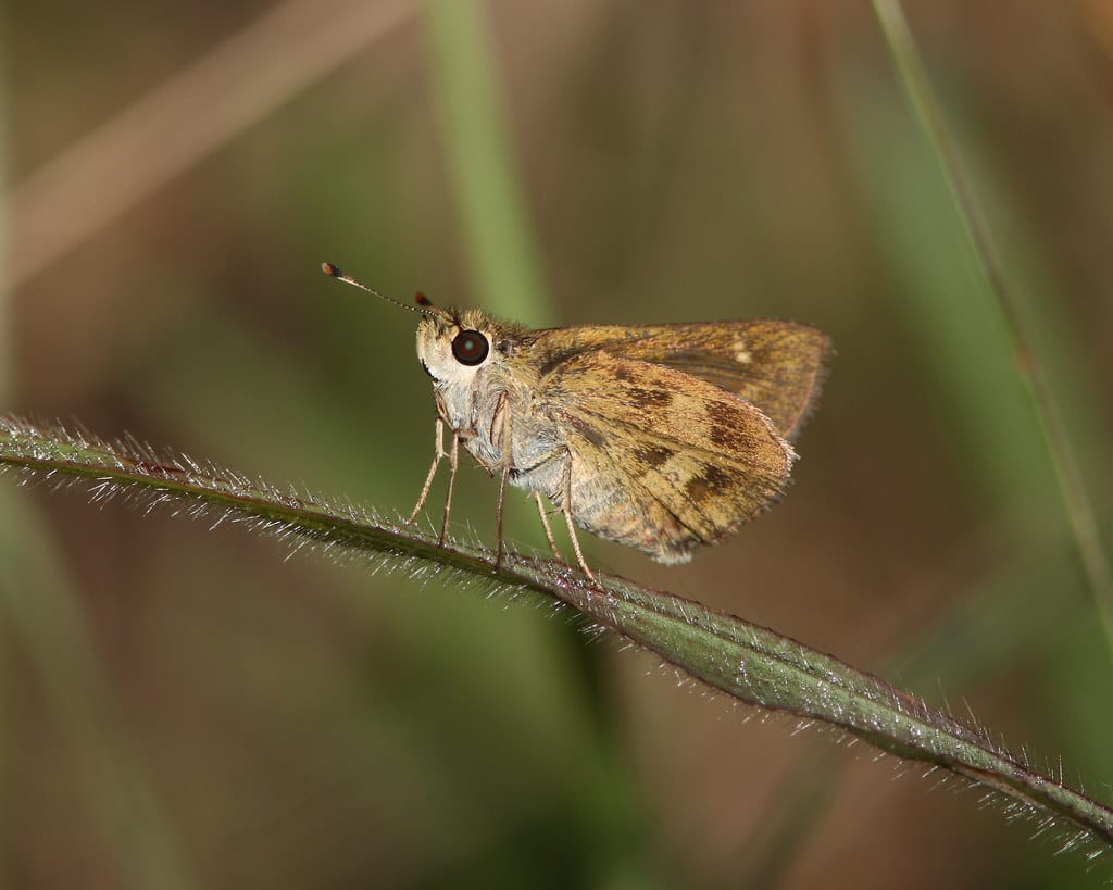 Whirlabout Butterfly