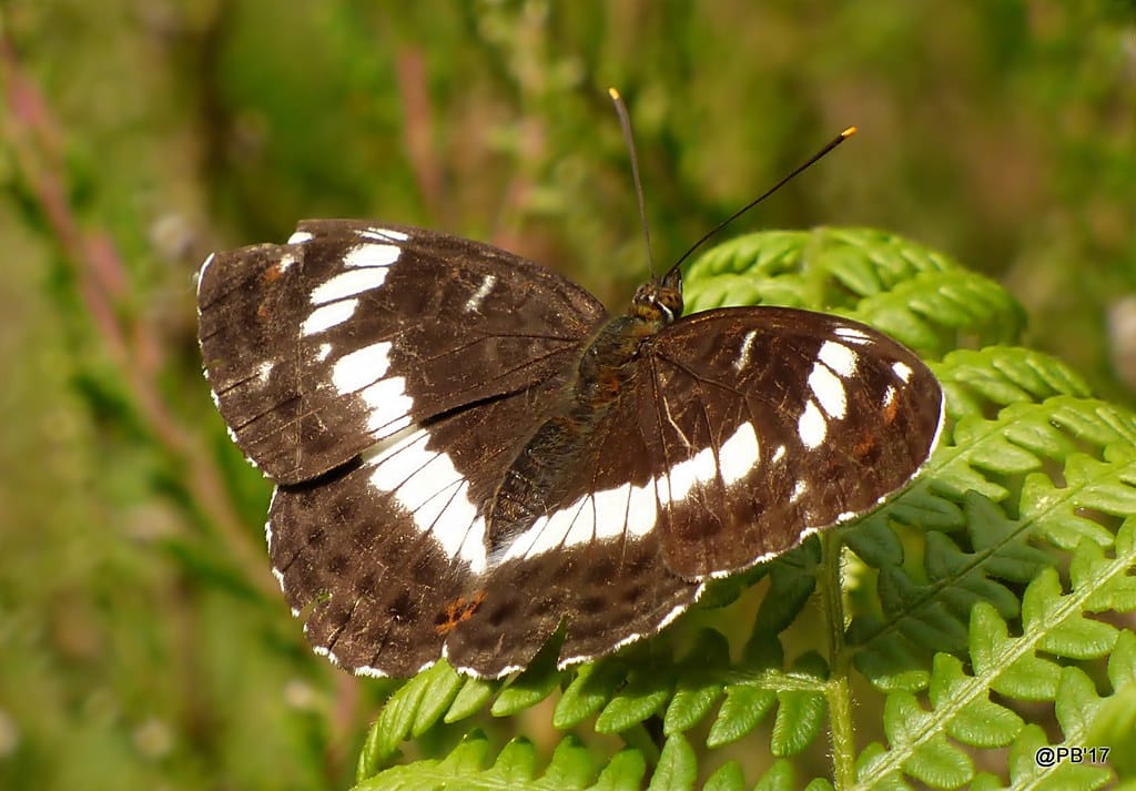 White Admiral