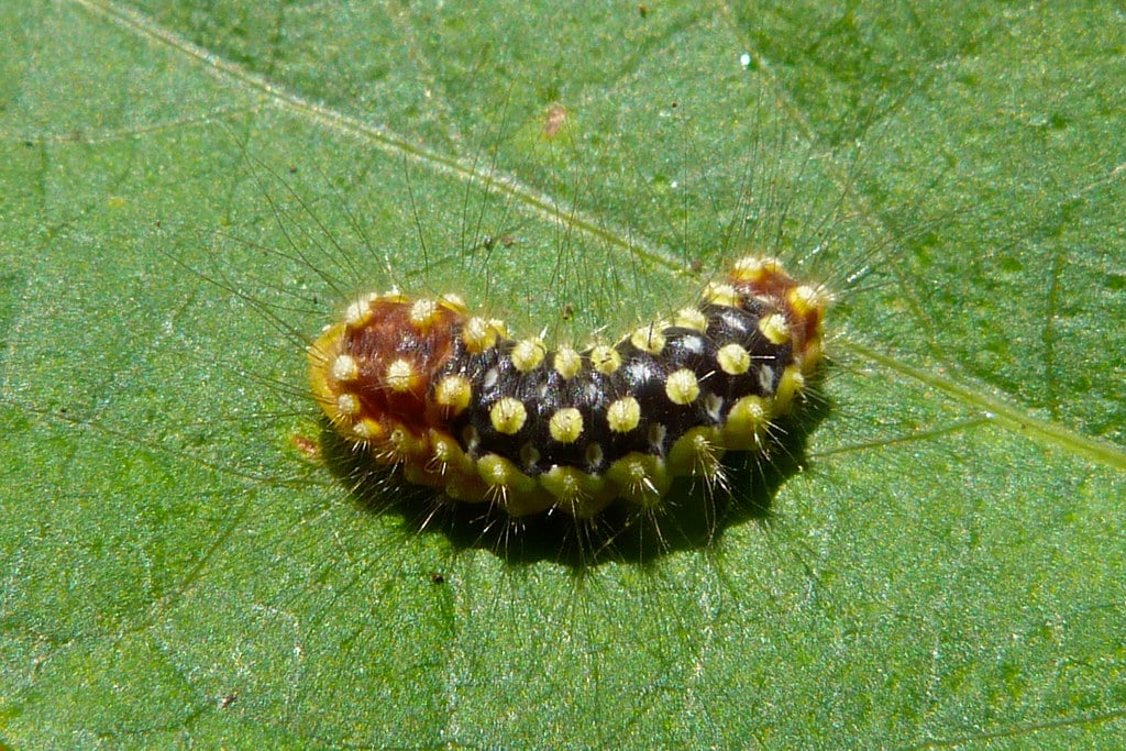 White Flannel Moth Caterpillar - Types of Black and Yellow Caterpillars