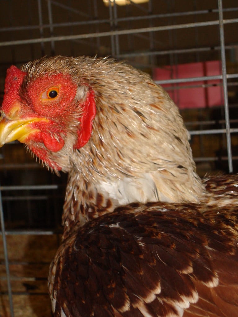 White Laced Red Cornish
