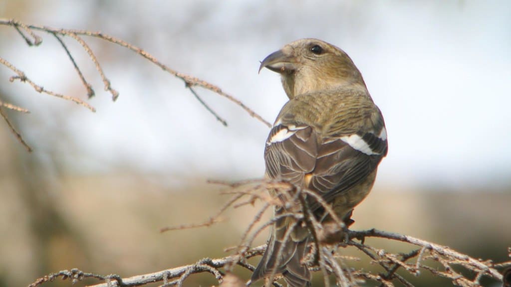 White-winged Crossbill