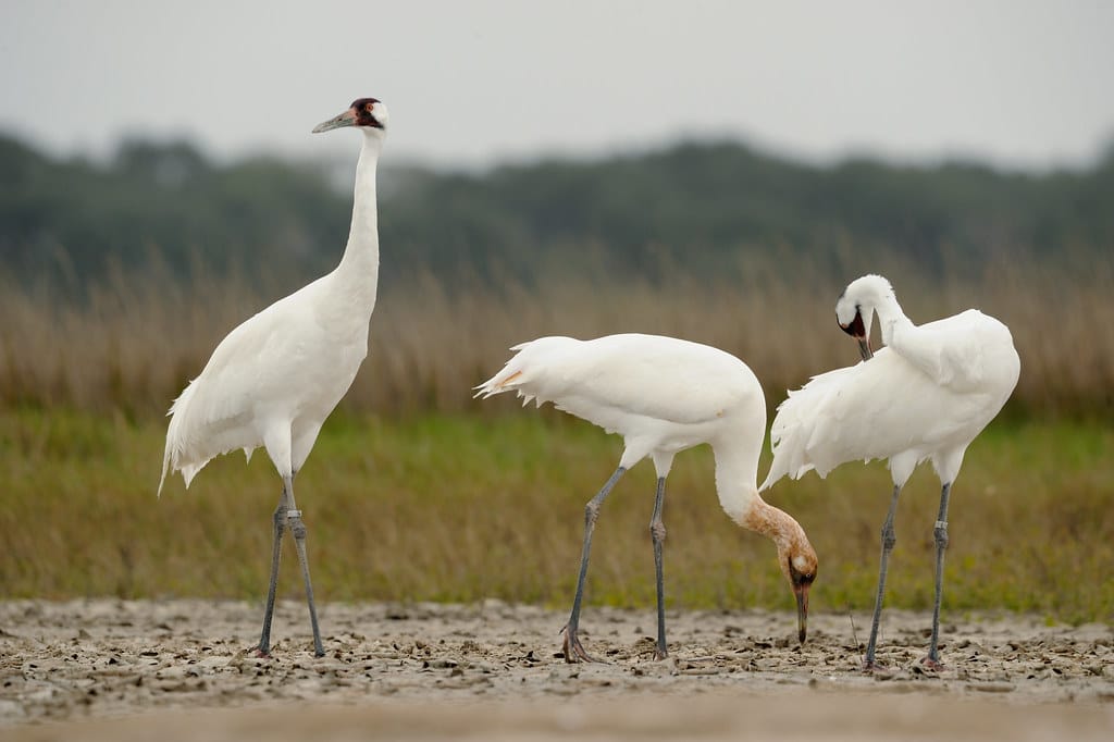Whooping Crane