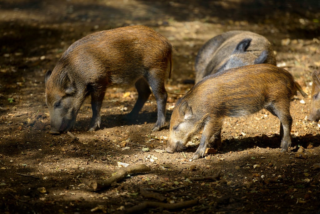 Wild Boars