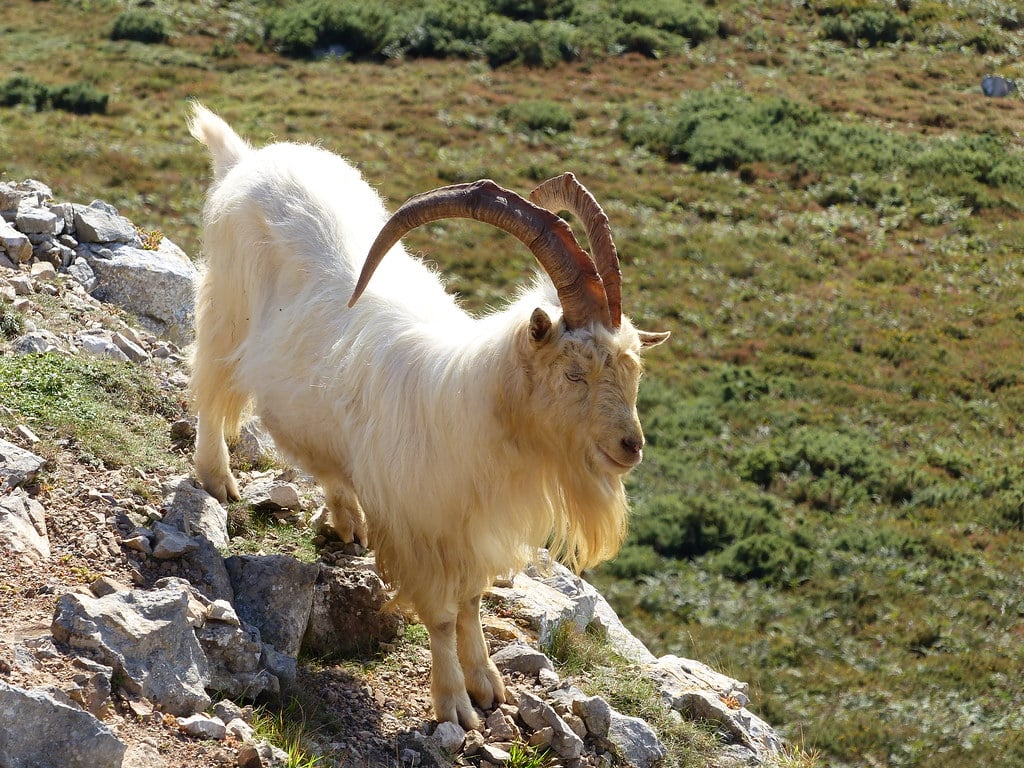 Wild Goat