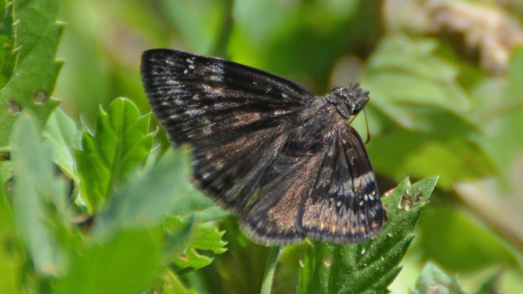 Wild Indigo Duskywing 