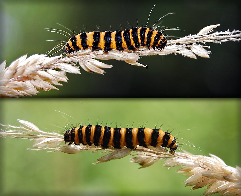 Yellow and Black Cinnabar Caterpillar