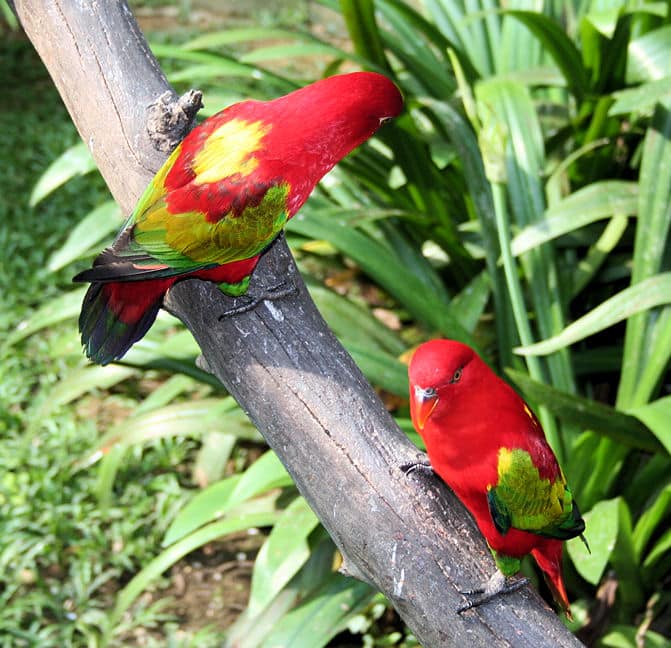 Yellow-Backed Chattering Lory