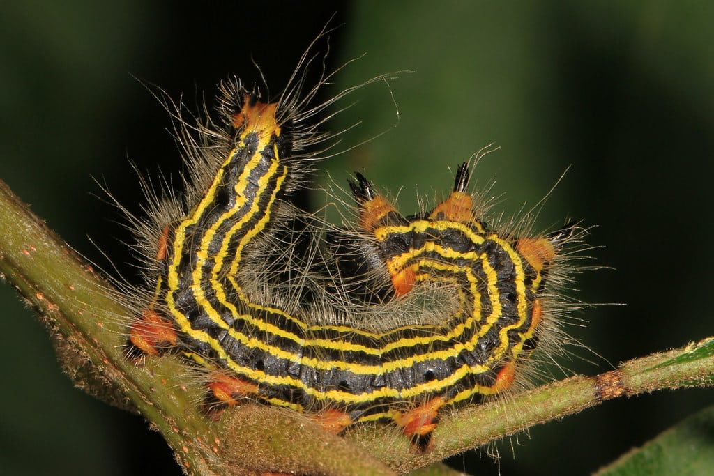 Yellow-necked Caterpillar