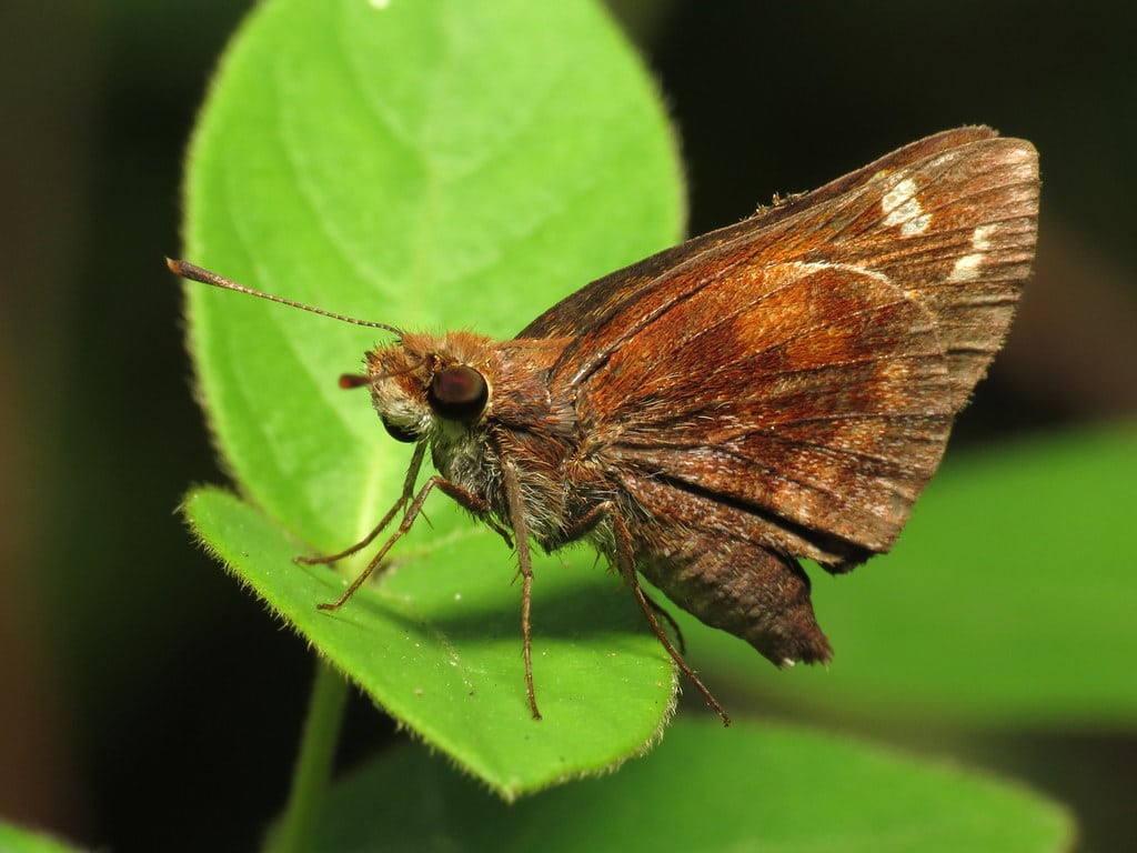 Zabulon Skipper