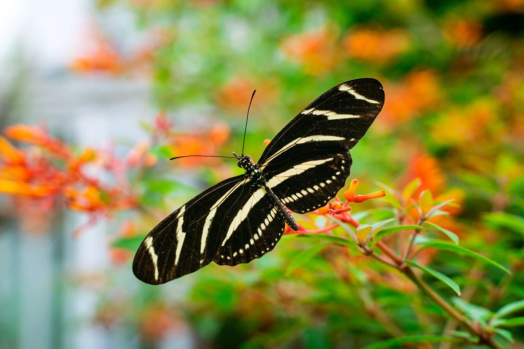 Zebra Longwings
