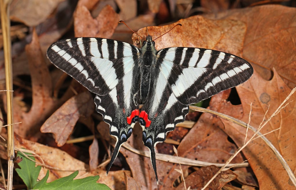 Zebra Swallowtail