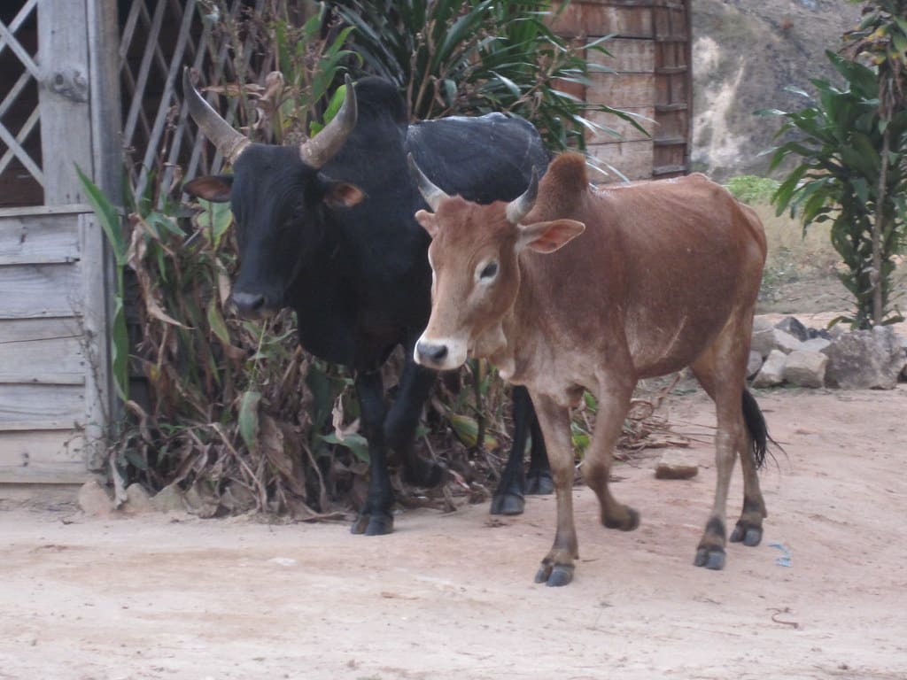 Zebu