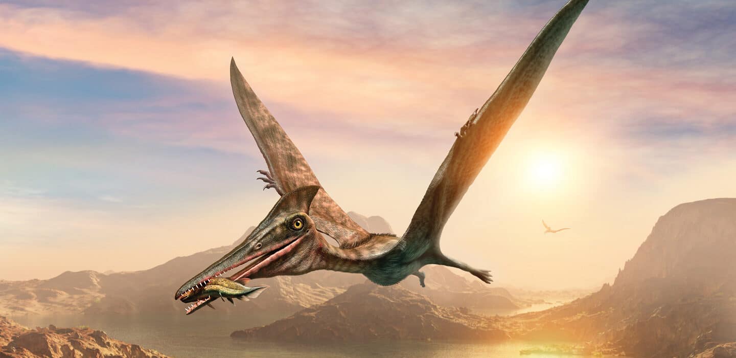 Pterosaurs
